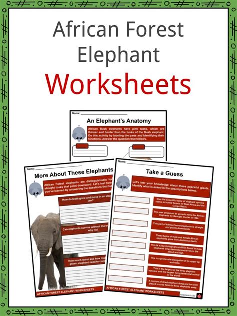 African Forest Elephant Facts, Worksheets & Origin For Kids