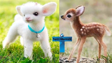 Top 10 Most Adorable Funny & Cute Baby Animal Videos - YouTube