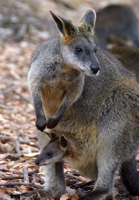 Wallaby With Joey In Pouch Royalty Free Stock Photography - Image: 8616377