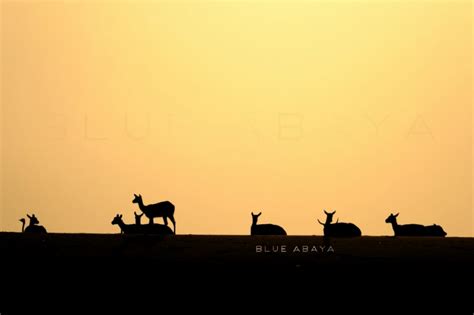 Nofa African Resort Safari And Wildlife Center Riyadh | blueabaya.com