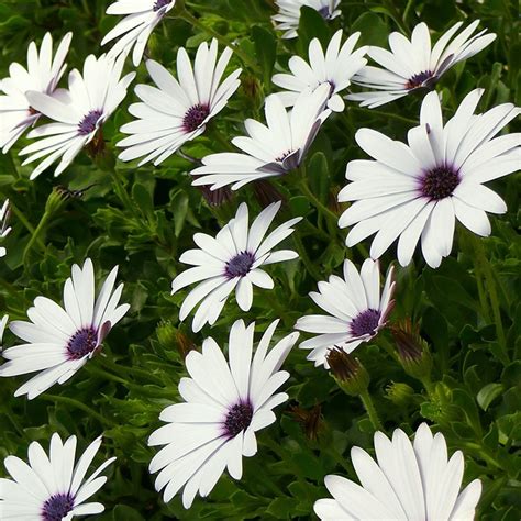 Buy African daisy Osteospermum 'Ice White ('KLEO06123') (Flowerpower series) (PBR)'