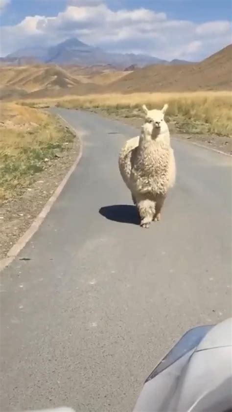 A very fluffy alpaca | Funny animal videos, Cute animals, Cute wild animals