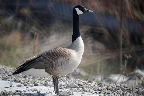 Fall hunting seasons for squirrels, doves and more begin this week in Ohio