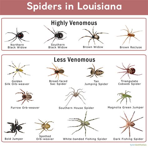 Spiders in Louisiana: List with Pictures