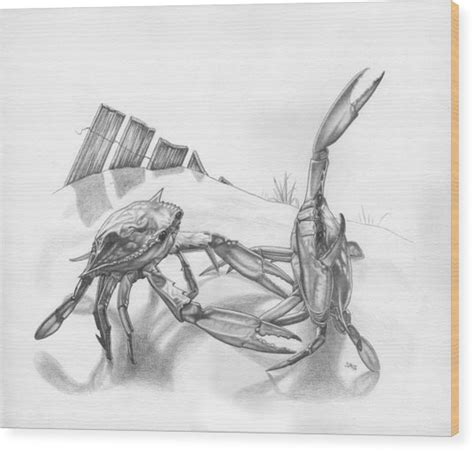 Beach Crab Fight Drawing by JWB Art Unlimited