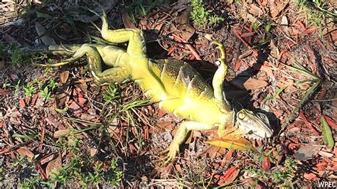 It's so cold in Florida, iguanas are falling from trees - ABC13 Houston