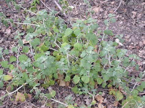 Marrubium vulgare (white horehound): Go Botany