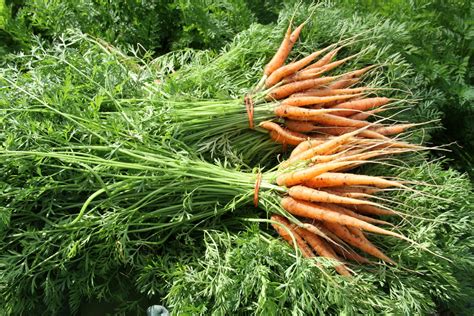 Growing Carrots in Alaska – It Grows in Alaska