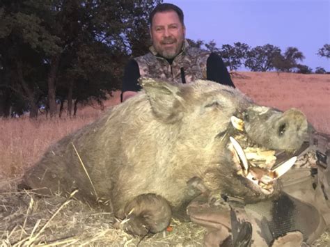 Bitterwater Outfitters - The Best Pig Hunting in California is on the Central Coast