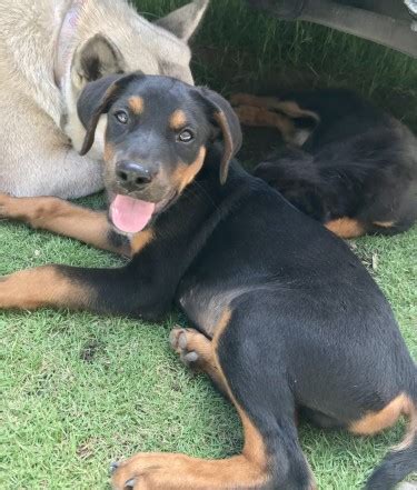 For Sale: Male Doberman Rottweiler Puppy - Shortwood