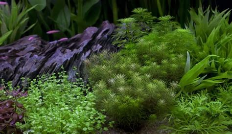 Best Aquarium Plant Fertilizer - Top 7 Review | Aqua Movement