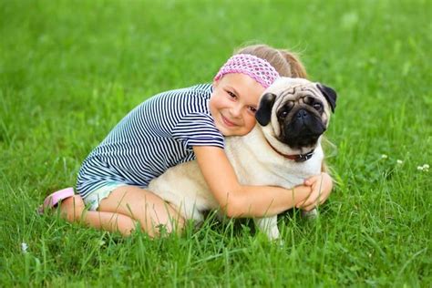 Are Pugs Good with Kids? - 4 Reasons Why They Are