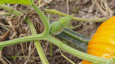 How Pumpkins Grow? - LAND DESIGNS UNLIMITED LLC