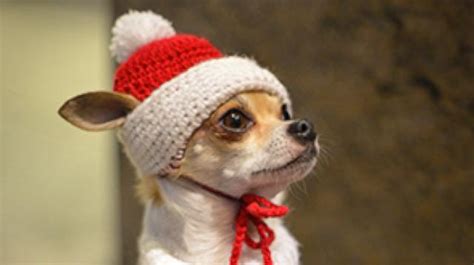 Animals Celebrating Christmas Photos - ABC News