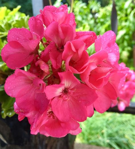 Pink Geranium blooming today 💗 | Pink geranium, Geraniums, Flower photos