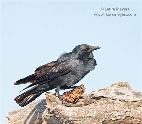 American Crow - Laura Meyers Photograpy