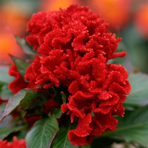 CELOSIA cristata CHIEF RED - Muller Seeds