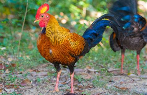 Sri Lankan Jungle Fowl. Sri Lankan jungle fowl is a member of the ...