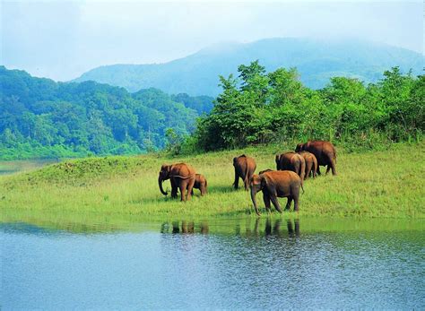 Periyar National Park in Kerala is blessed with a variety of flora and ...