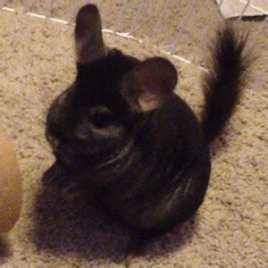 chinchilla | GIF | PrimoGIF