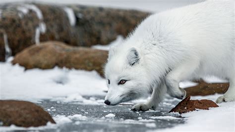 Arctic Animals Quiz | BBC America