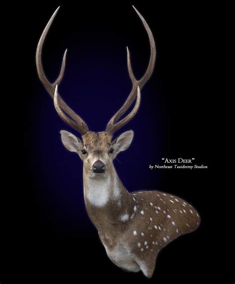 Axis Deer Mount | Axis Deer by Northeast Taxidermy