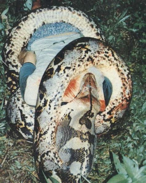 Large snake with human body-NSFW