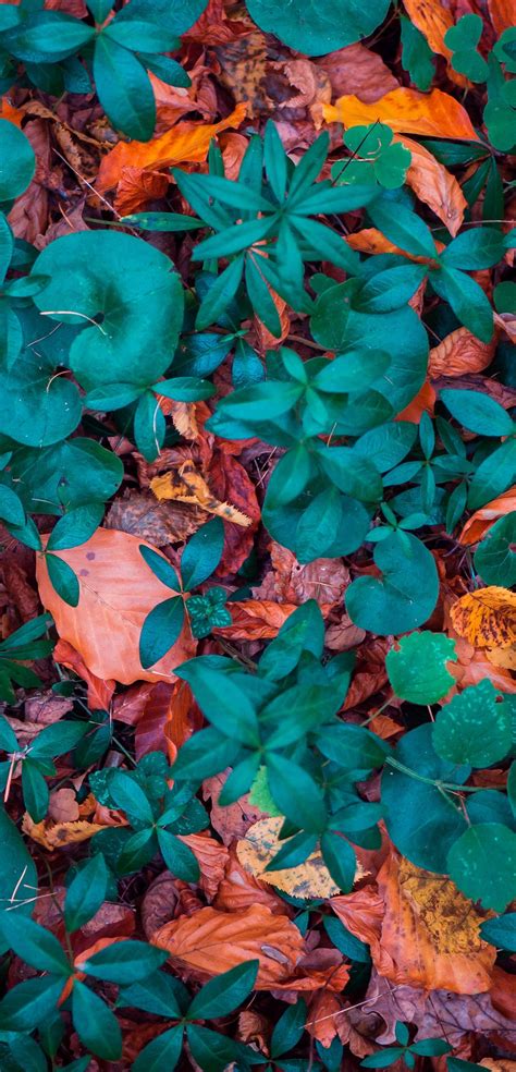 Fall Foliage Wallpaper
