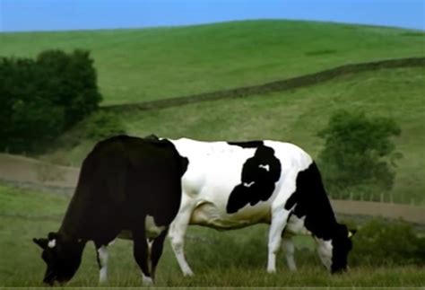 Conjoined cows? : r/confusingperspective