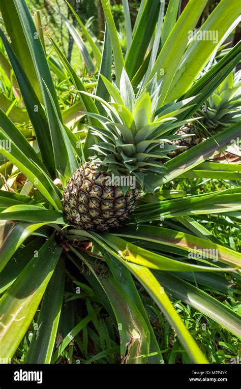 A pineapple tree Stock Photo - Alamy