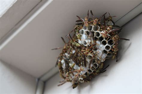 Paper Wasp Guide | Wasp Expert