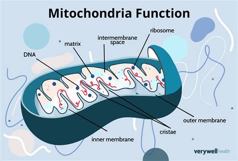 Mitochondria Function: A Simple Discussion and Diagram