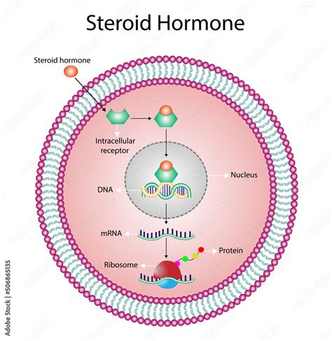 Steroid hormones mechanism of action. Steroids Bind to an intracellular ...