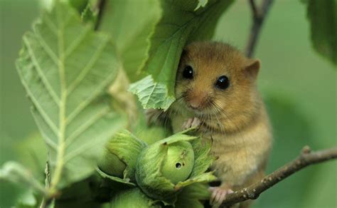 Hazel-dormouse-Bildagentur-Zoonar-GmbH-Shutterstock-header-image - People's Trust for Endangered ...