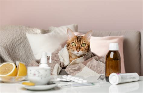 What Every Cat Owner Should Know About Cat Cold Symptoms - Best Friends Animal Hospital