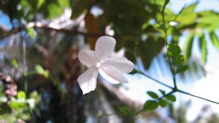 Nature shots: Pichi flower