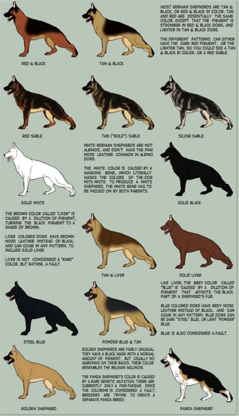 German Shepherd Dog Temperament: Traits and Characteristics