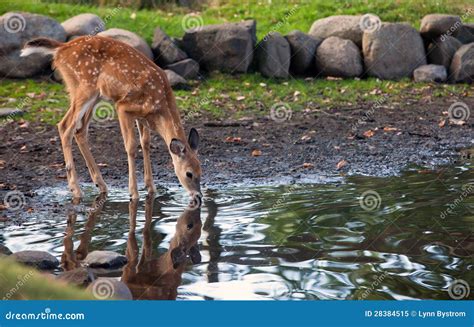 Deer Drinking Water Stock Image | CartoonDealer.com #3570613