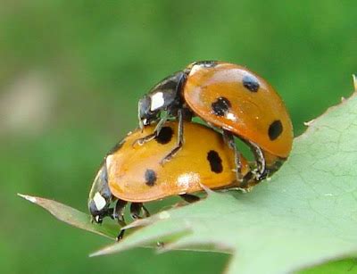 Ladybugs Mating | Nature, Cultural, and Travel Photography Blog