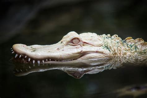 Kostenloses Foto zum Thema: albino, alligator, amphibie