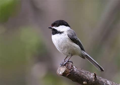 Popular Backyard Birds of Wisconsin (With Pictures) - Birdwatching Tips