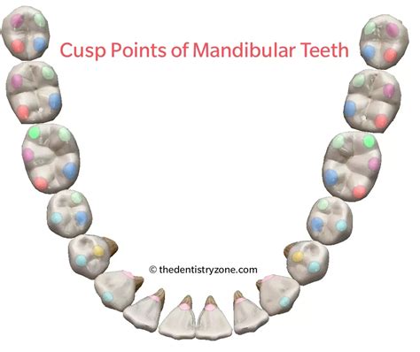 What is a Cusp? | Cusp of Carabelli | Dentistry