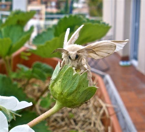 Puppet the Silkworm Moth | Our newest "pet" Puppet exploring… | Flickr