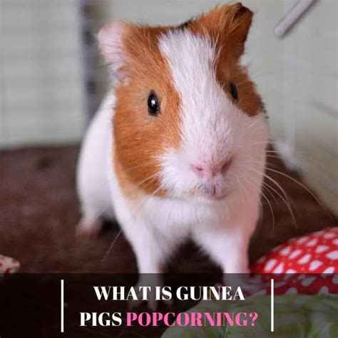 What is Guinea Pigs Popcorning? - Guinea Pig Tube