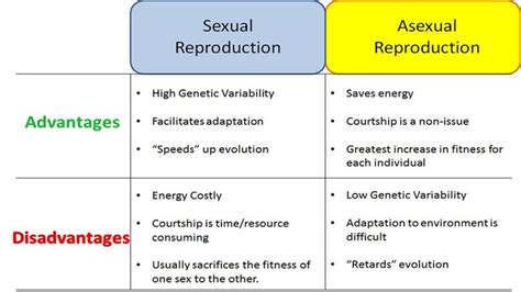 Mitosis & Meiosis - Miss Halligan