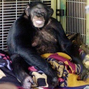 Travis (chimpanzee) - Wikipedia