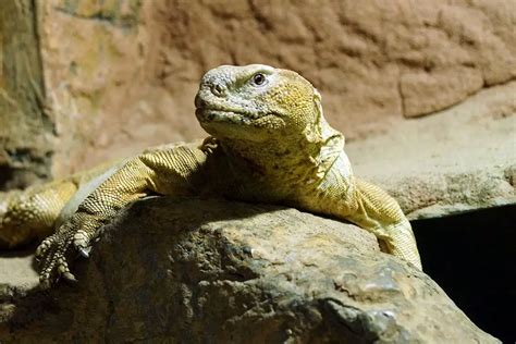 Egyptian Uromastyx Habitat