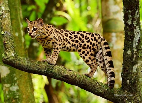 30+ Amazing Rainforest Animals; Most of Them is Endangered