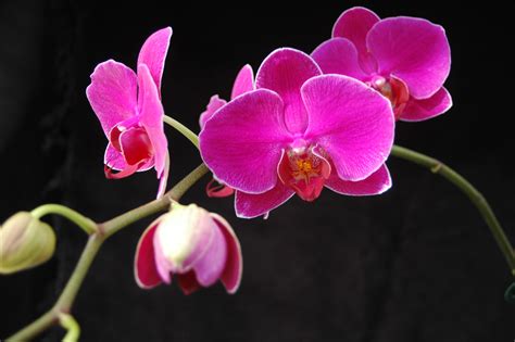 Care of Phalaenopsis - Smithsonian Gardens