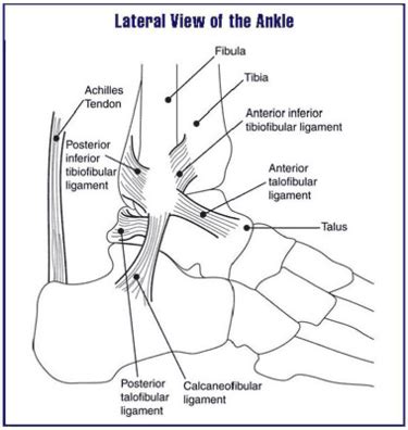 Distal Tibiofibular Syndesmosis - Physiopedia